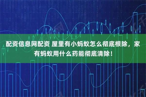配资信息网配资 屋里有小蚂蚁怎么彻底根除，家有蚂蚁用什么药能彻底清除！